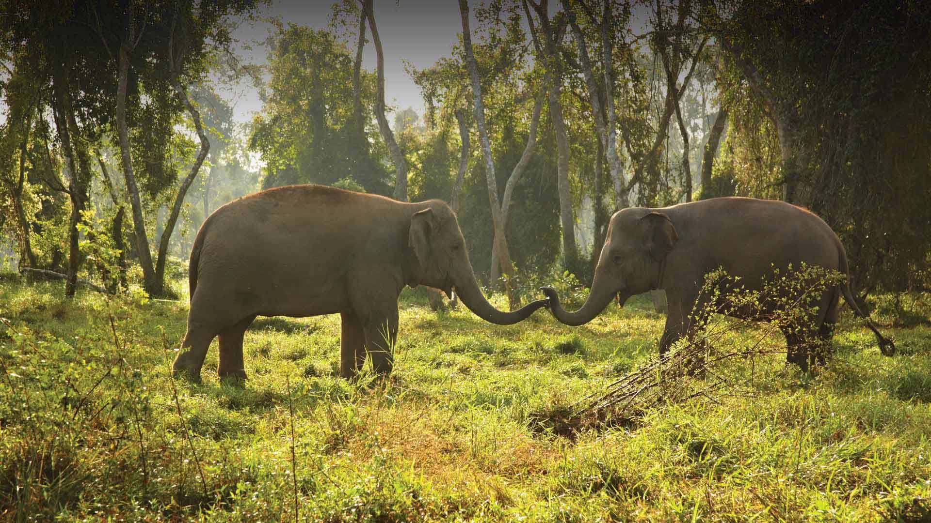 /~/media/minor/anantara/images/anantara-golden-triangle-elephant-camp--resort/the-resort/desktop-banner/anantara_golden_triangle_elephant_couple_header_1920x1080.jpg