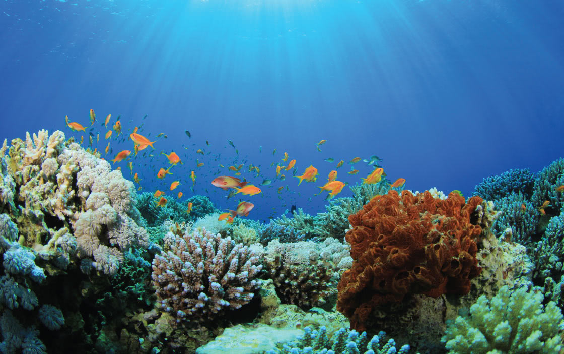Coral Reefs in Maldives | View The Coral Lot with Anantara