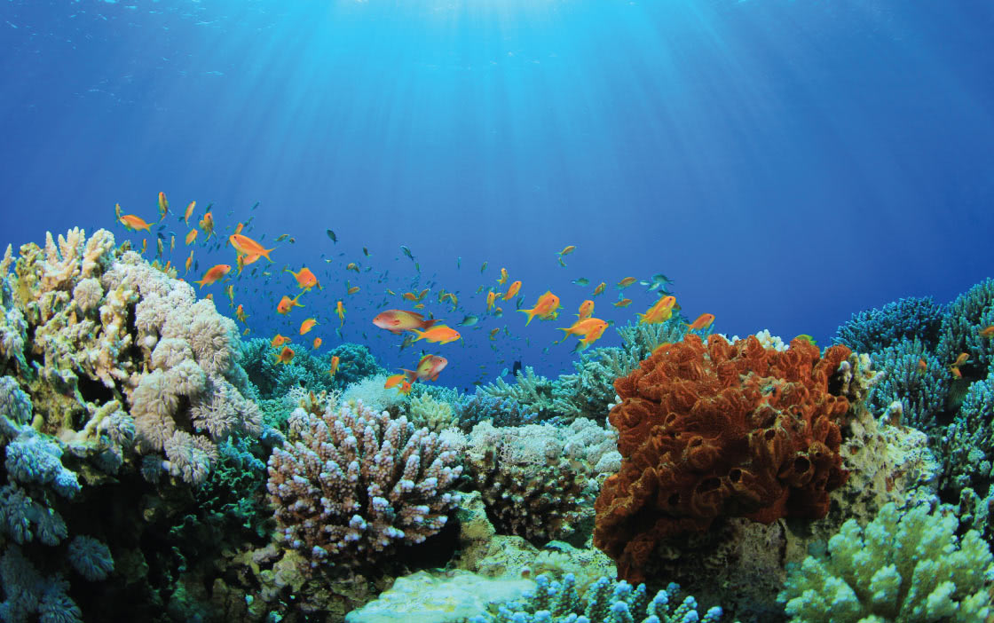 Coral Reefs in Maldives View The Coral Lot with Anantara Coral Reefs in Maldives View The Coral Lot with Anantara